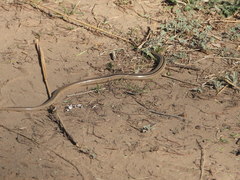 Ophiodes vertebralis