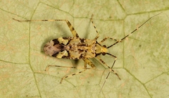 Phytocoris tiliae