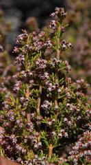 Erica hispidula hispidula