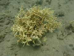 Millepora intricata