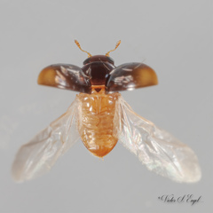 Acylomus