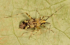 Phytocoris tiliae