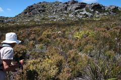 Erica hispidula hispidula