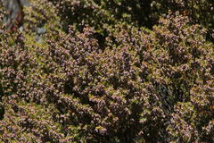 Erica hispidula hispidula