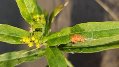 Oncopeltus fasciatus