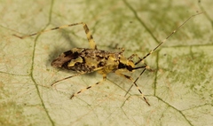 Phytocoris tiliae