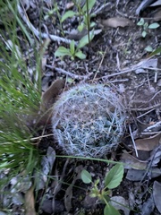 Mammillaria barbata