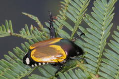 Popillia bipunctata