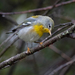 Northern Parula - Photo (c) Susan Elliott, some rights reserved (CC BY-NC), uploaded by Susan Elliott
