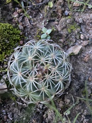 Coryphantha compacta