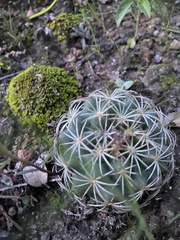 Coryphantha compacta