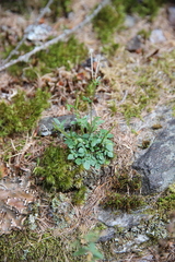 Cardamine resedifolia