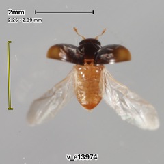 Acylomus