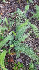 Achillea millefolium borealis