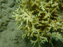 Millepora intricata