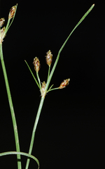 Fimbristylis dichotoma