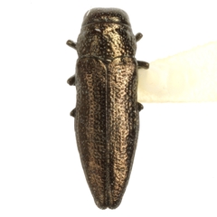 Taphrocerus agriloides