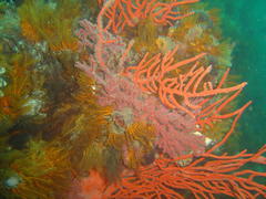 Melithaea rubra