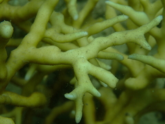 Millepora intricata