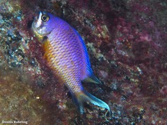 Chromis limbata