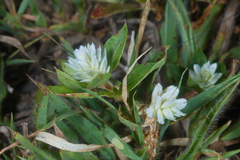 Gomphrena filaginoides