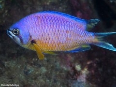 Chromis limbata