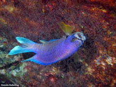 Chromis limbata
