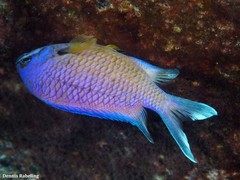 Chromis limbata