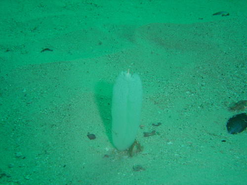Virgularia schultzei