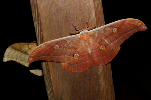 Japanese Silk Moth