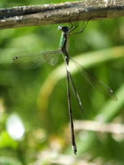 Lestes virgatus