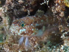 Vanneaugobius canariensis