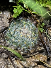 Mammillaria barbata
