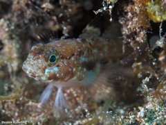 Vanneaugobius canariensis