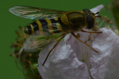 Syrphus ribesii