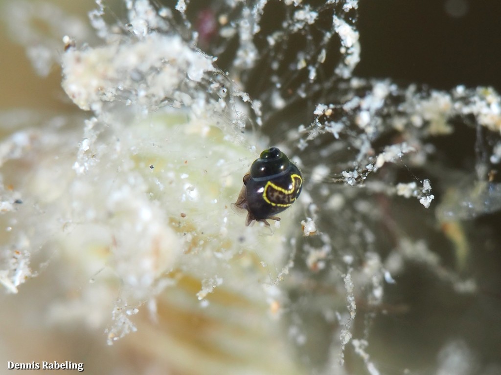 Rissoella contrerasi