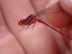 Megalagrion calliphya