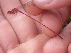 Megalagrion calliphya