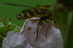 Syrphus ribesii