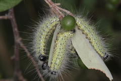Grewia bicolor bicolor