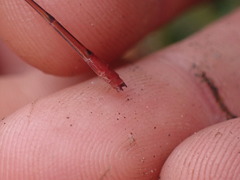 Megalagrion calliphya