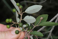 Grewia bicolor bicolor