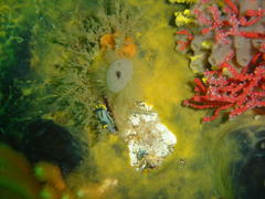 Polycera capensis