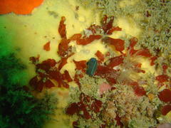 Tambja capensis