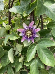 Passiflora alata × caerulea