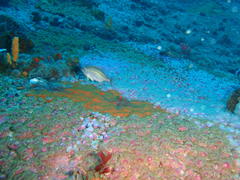 Spondyliosoma emarginatum