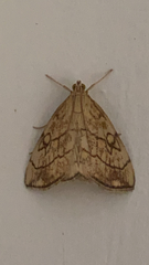 Evergestis pallidata