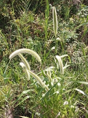 Setaria magna
