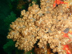 Eunephthya thyrsoidea
