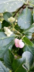 Euonymus europaeus